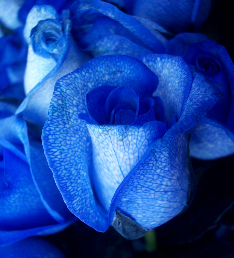 Una rosa azul teñida artificialmente. Foto: Wikipedia